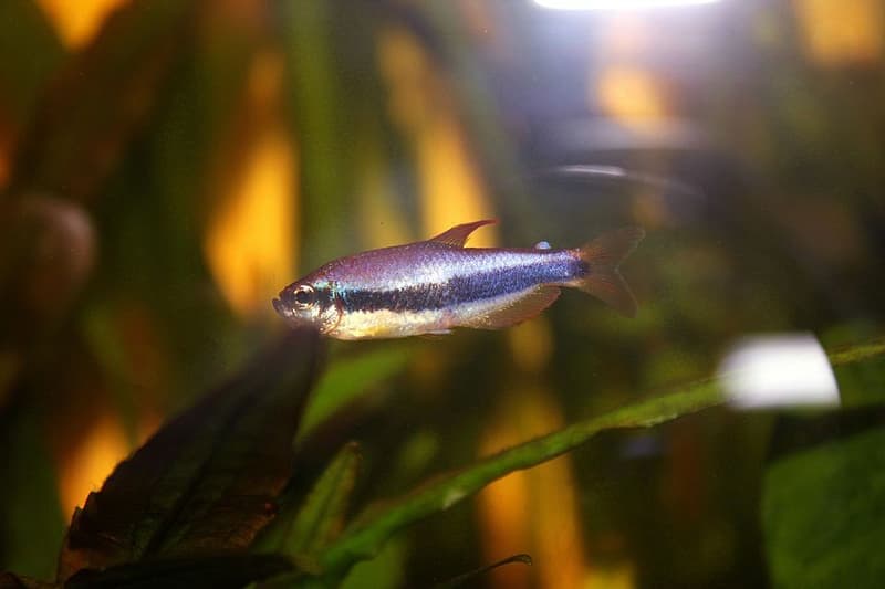 Blue Emperor Tetra (Inpaichthys kerri) — photo 1 of 5