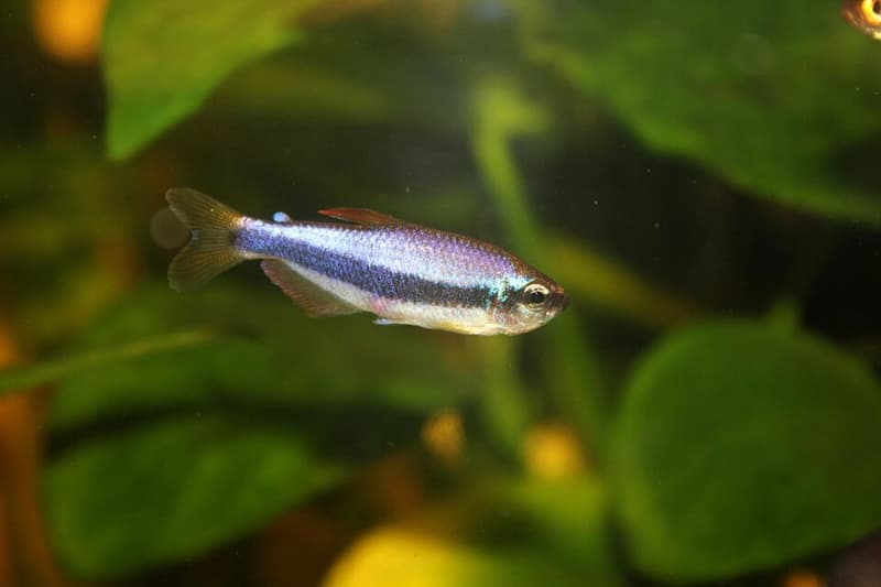 Blue Emperor Tetra (Inpaichthys kerri) — photo 2 of 5