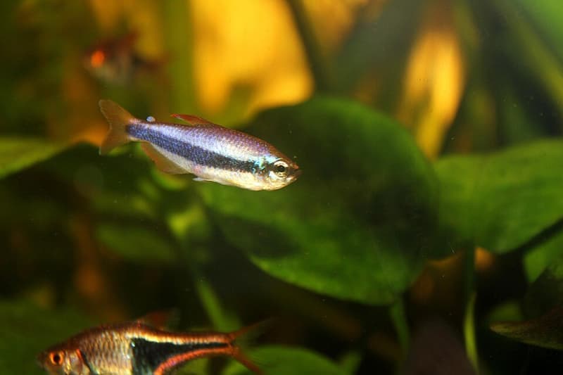 Blue Emperor Tetra (Inpaichthys kerri) — photo 3 of 5