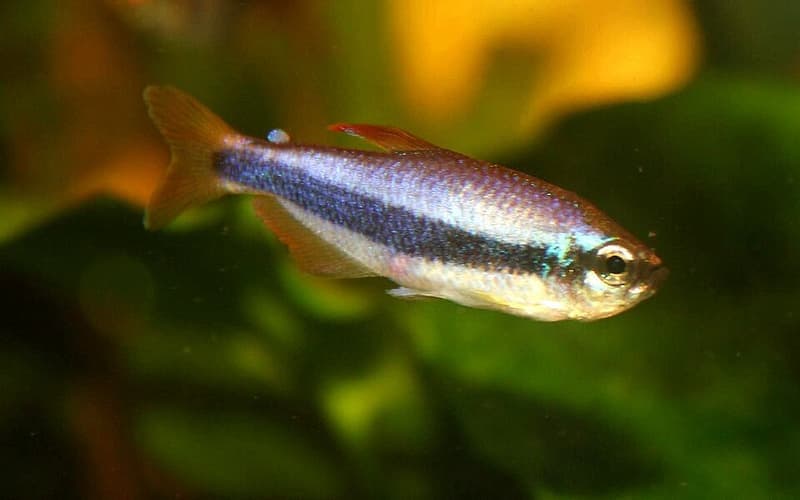 Blue Emperor Tetra (Inpaichthys kerri) — photo 4 of 5