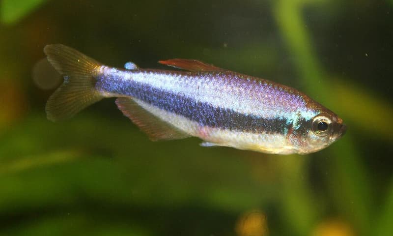 Blue Emperor Tetra (Inpaichthys kerri) — photo 5 of 5