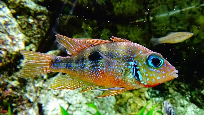 Blue Flash Cichlid (Thorichthys aureus) — photo 1 of 4