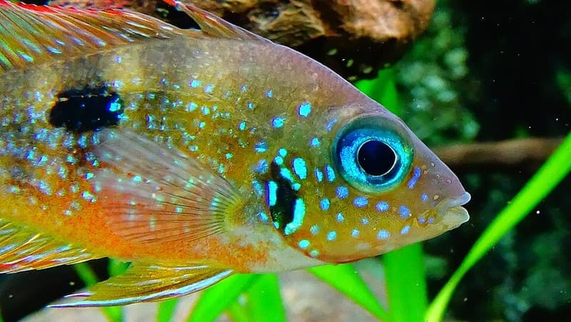 Blue Flash Cichlid (Thorichthys aureus) — photo 2 of 4