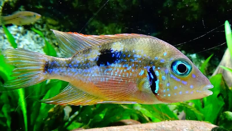 Blue Flash Cichlid (Thorichthys aureus) — photo 3 of 4