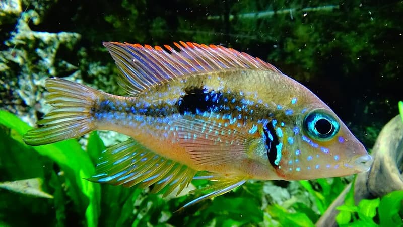 Blue Flash Cichlid (Thorichthys aureus) — photo 4 of 4