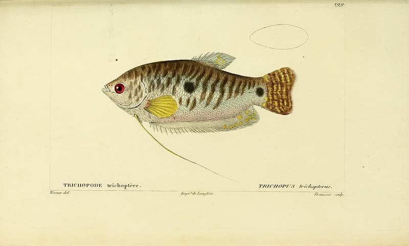 Blue Gourami (Trichopodus trichopterus) — photo 1 of 5