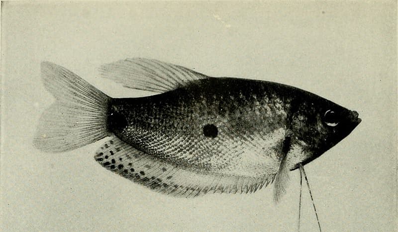 Blue Gourami (Trichopodus trichopterus) — photo 2 of 5