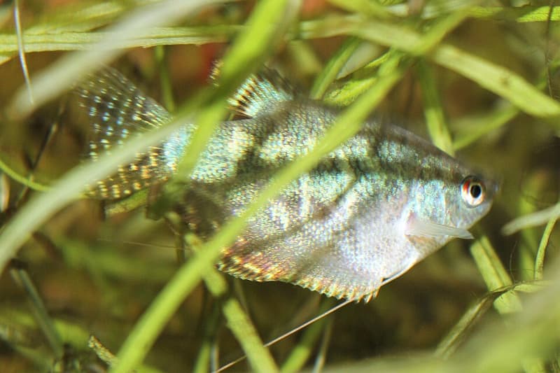 Blue Gourami (Trichopodus trichopterus) — photo 3 of 5