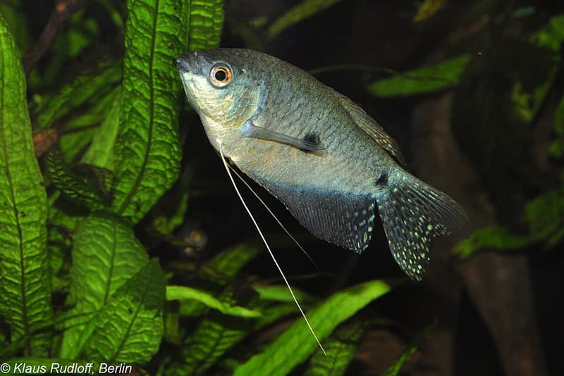 Blue Gourami (Trichopodus trichopterus) — photo 4 of 5