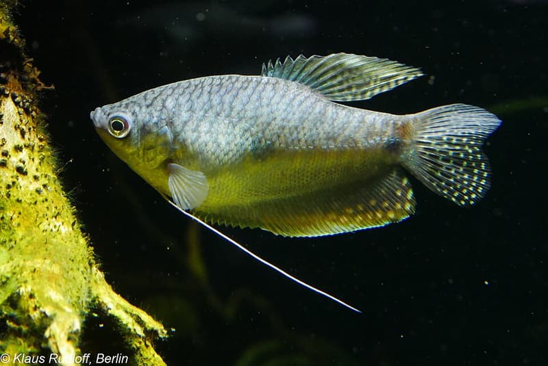 Blue Gourami (Trichopodus trichopterus) — photo 5 of 5