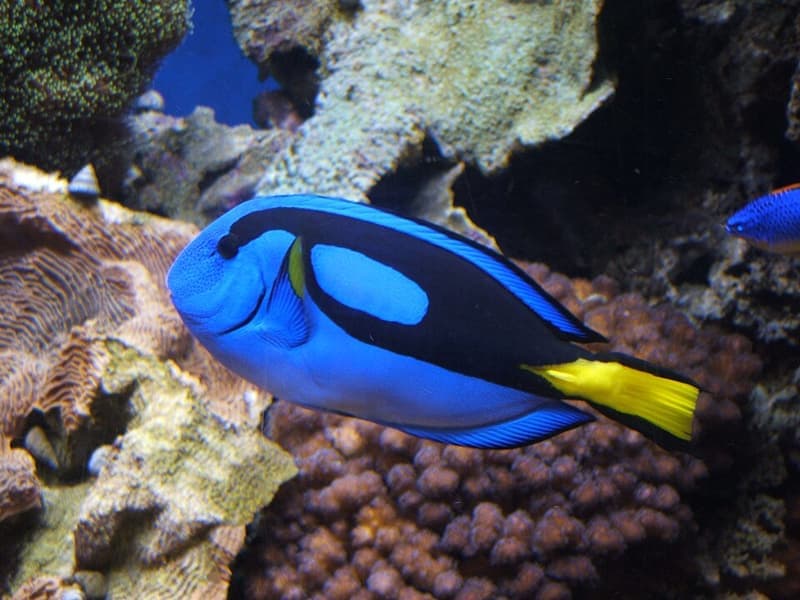 Blue Tang (Paracanthurus hepatus) — photo 1 of 5
