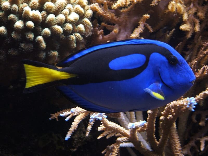 Blue Tang (Paracanthurus hepatus) — photo 2 of 5