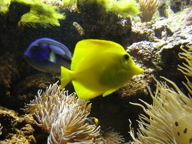 Blue Tang (Paracanthurus hepatus) — photo 3 of 5