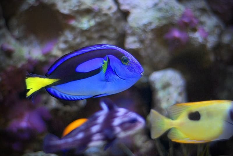 Blue Tang (Paracanthurus hepatus) — photo 4 of 5