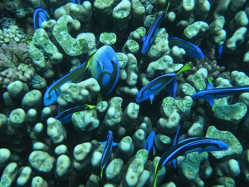 Blue Tang (Paracanthurus hepatus) — photo 5 of 5