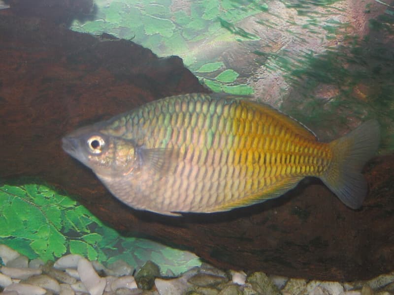Boesemani Rainbowfish (Melanotaenia boesemani) — photo 1 of 5