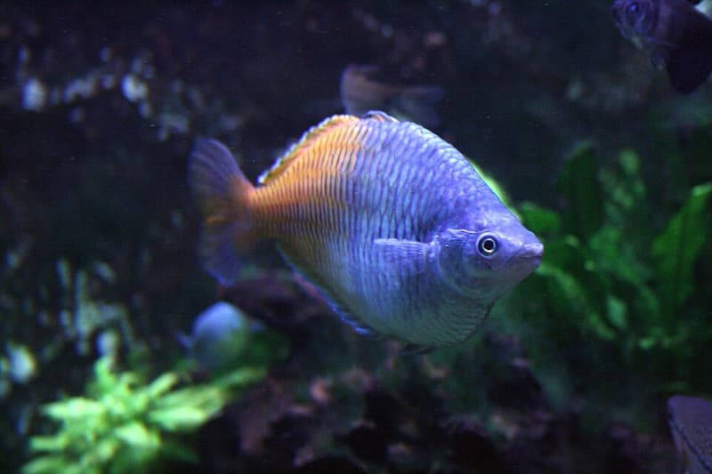 Boesemani Rainbowfish (Melanotaenia boesemani) — photo 2 of 5