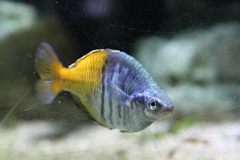 Boesemani Rainbowfish (Melanotaenia boesemani) — photo 3 of 5