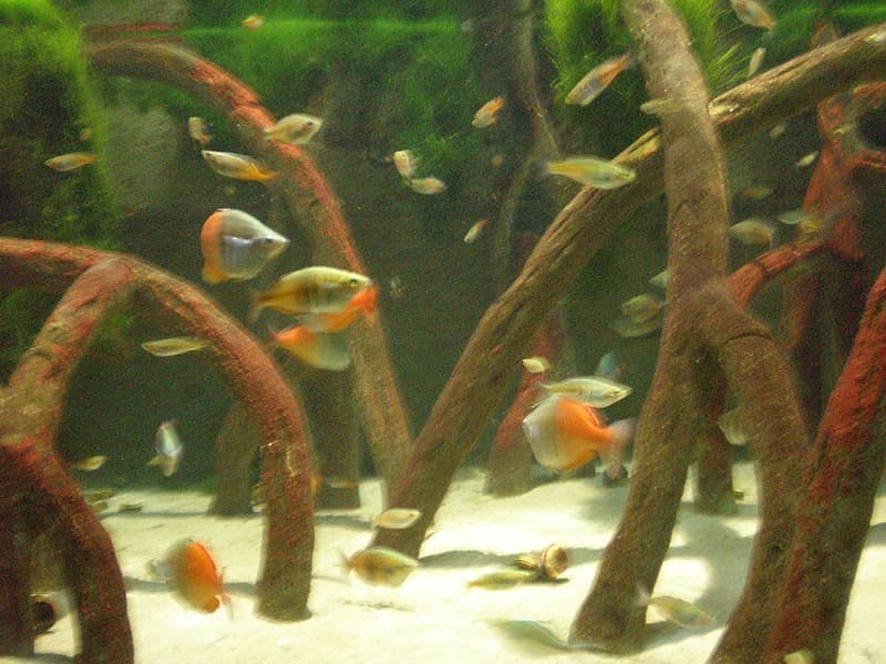 Boesemani Rainbowfish (Melanotaenia boesemani) — photo 4 of 5
