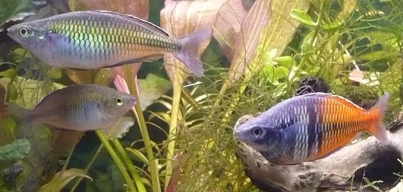 Boesemani Rainbowfish (Melanotaenia boesemani) — photo 5 of 5