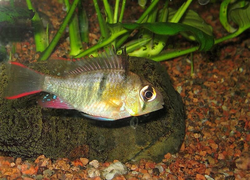 Bolivian Ram (Mikrogeophagus altispinosus) — photo 1 of 5