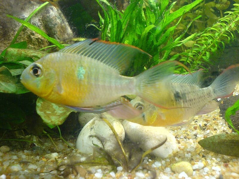 Bolivian Ram (Mikrogeophagus altispinosus) — photo 2 of 5