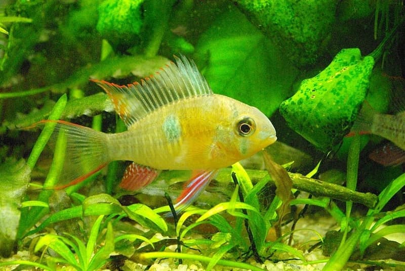 Bolivian Ram (Mikrogeophagus altispinosus) — photo 3 of 5