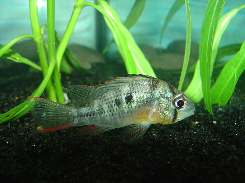 Bolivian Ram (Mikrogeophagus altispinosus) — photo 4 of 5