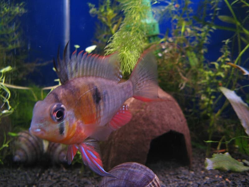 Bolivian Ram (Mikrogeophagus altispinosus) — photo 5 of 5