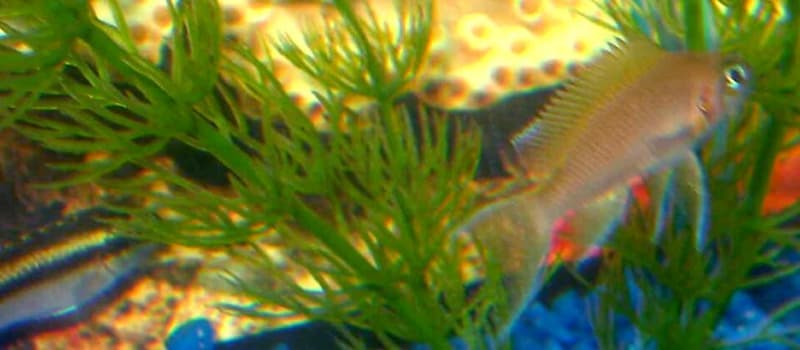 Brichardi Cichlid (Neolamprologus brichardi) — photo 1 of 5