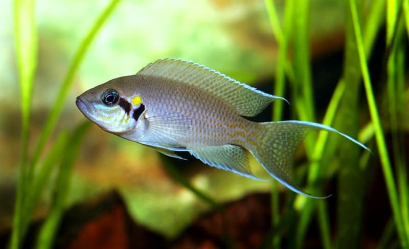 Brichardi Cichlid (Neolamprologus brichardi) — photo 2 of 5
