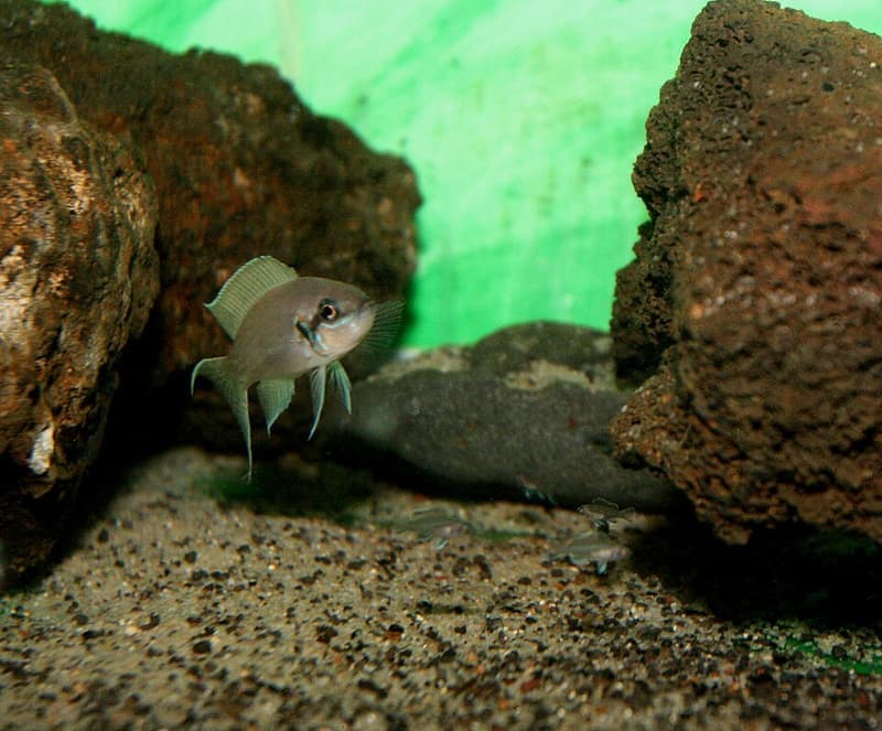 Brichardi Cichlid (Neolamprologus brichardi) — photo 3 of 5