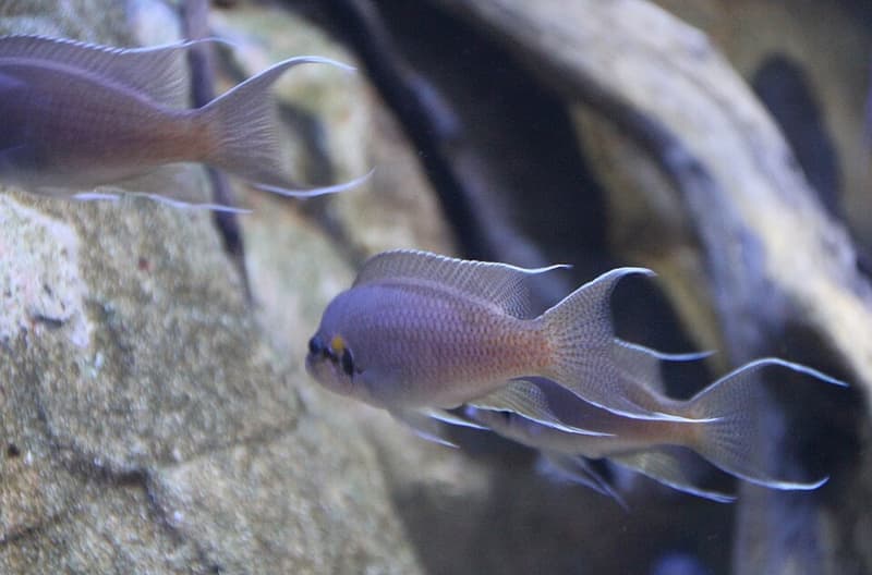 Brichardi Cichlid (Neolamprologus brichardi) — photo 4 of 5