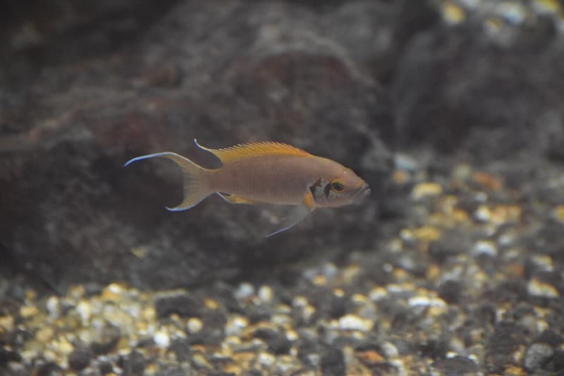 Brichardi Cichlid (Neolamprologus brichardi) — photo 5 of 5