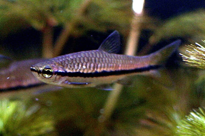 Brilliant Rasbora (Rasbora einthovenii) — photo 1 of 3
