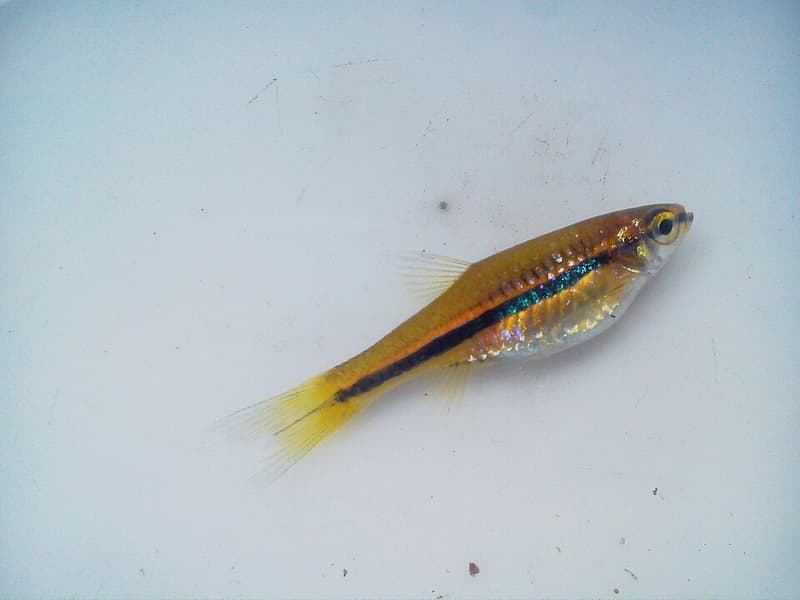 Brilliant Rasbora (Rasbora einthovenii) — photo 2 of 3