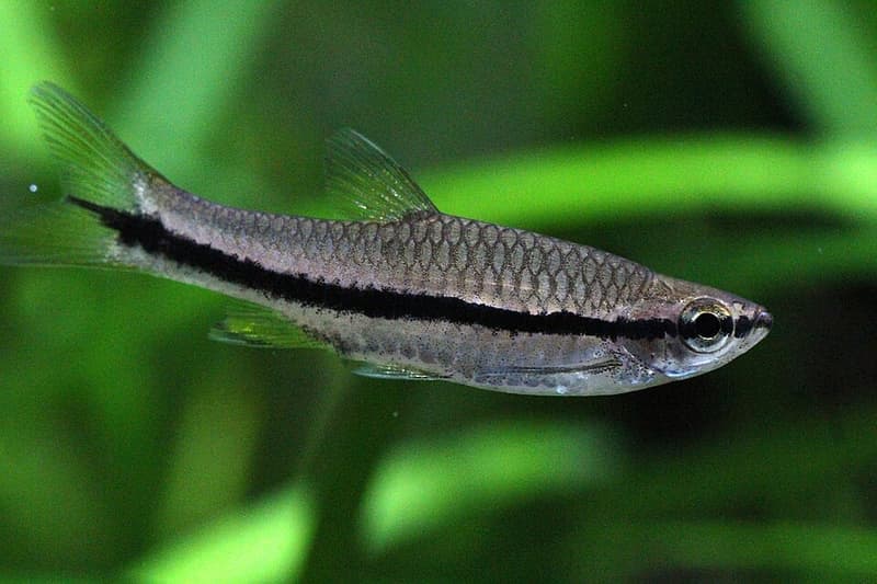 Brilliant Rasbora (Rasbora einthovenii) — photo 3 of 3
