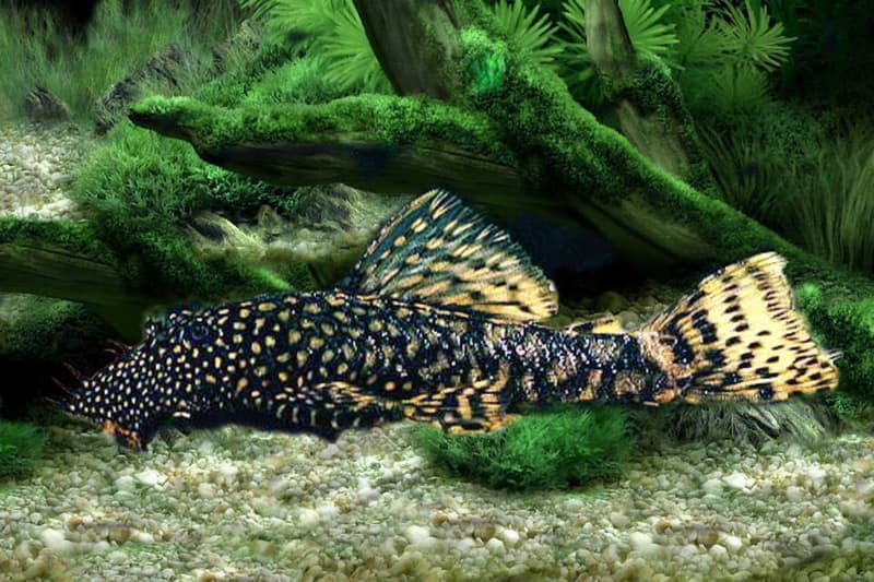 Bristlenose Pleco (Ancistrus cirrhosus) — photo 1 of 3