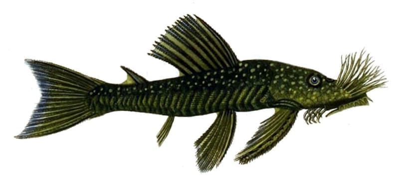 Bristlenose Pleco (Ancistrus cirrhosus) — photo 2 of 3