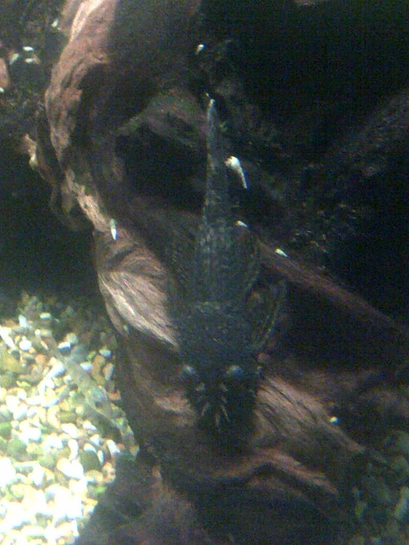 Bristlenose Pleco (Ancistrus cirrhosus) — photo 3 of 3