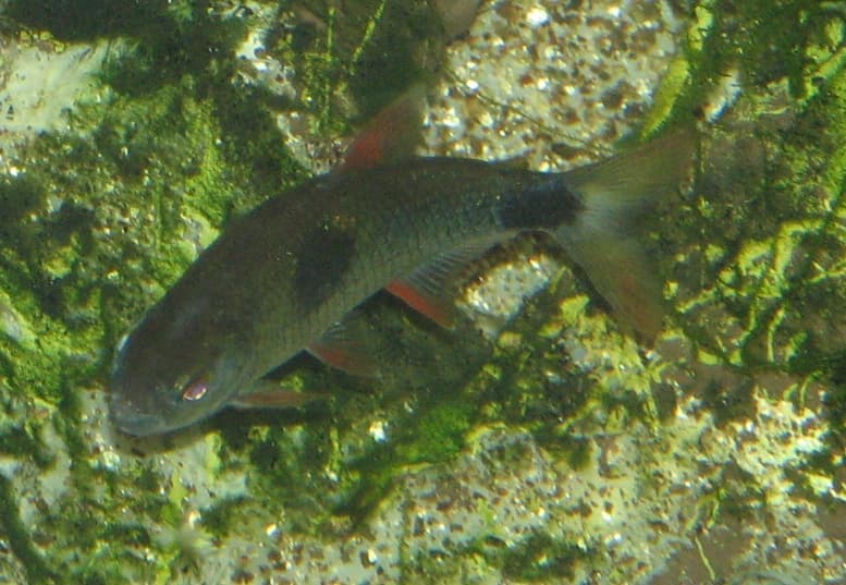 Bucktooth Tetra (Exodon paradoxus) — photo 1 of 5