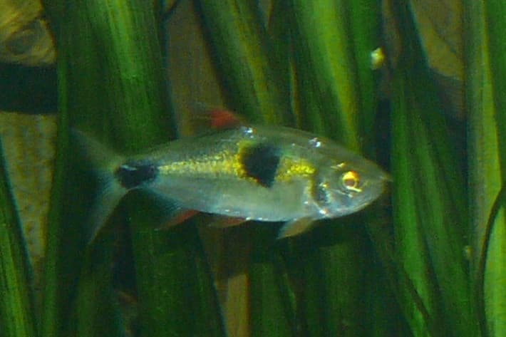 Bucktooth Tetra (Exodon paradoxus) — photo 2 of 5