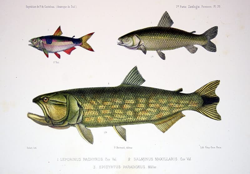 Bucktooth Tetra (Exodon paradoxus) — photo 3 of 5