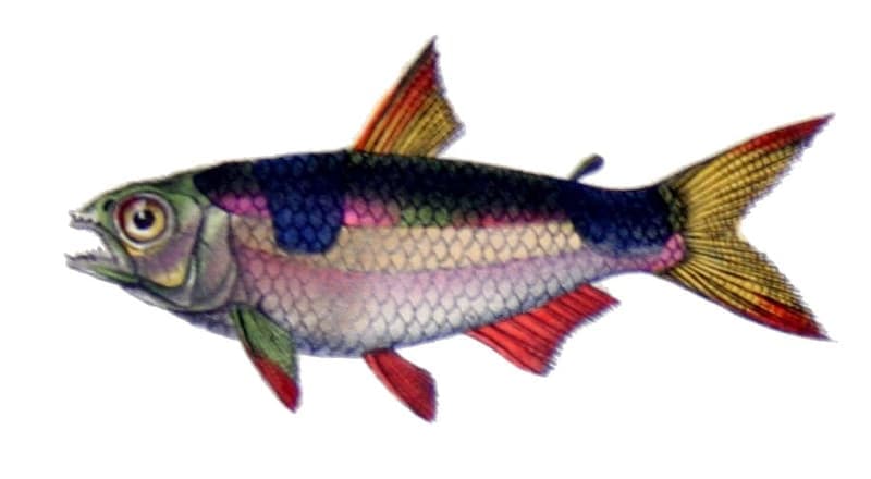 Bucktooth Tetra (Exodon paradoxus) — photo 4 of 5