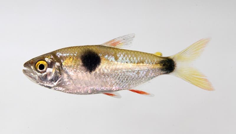 Bucktooth Tetra (Exodon paradoxus) — photo 5 of 5