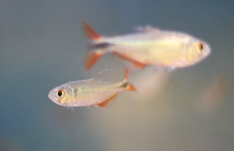 Buenos Aires Tetra (Hyphessobrycon anisitsi) — photo 1 of 5