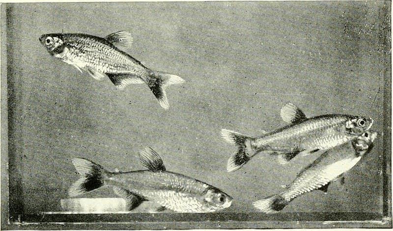 Buenos Aires Tetra (Hyphessobrycon anisitsi) — photo 2 of 5