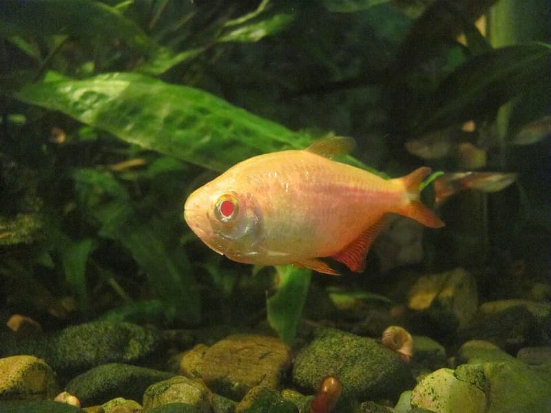 Buenos Aires Tetra (Hyphessobrycon anisitsi) — photo 3 of 5
