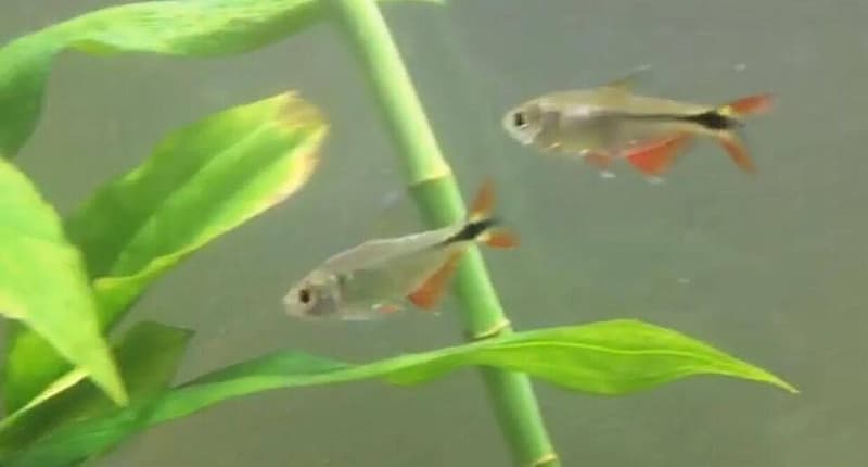 Buenos Aires Tetra (Hyphessobrycon anisitsi) — photo 4 of 5