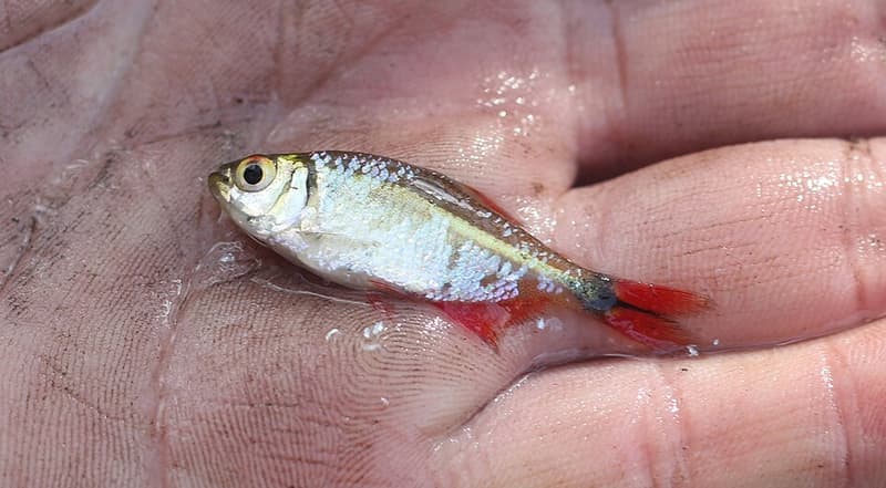 Buenos Aires Tetra (Hyphessobrycon anisitsi) — photo 5 of 5
